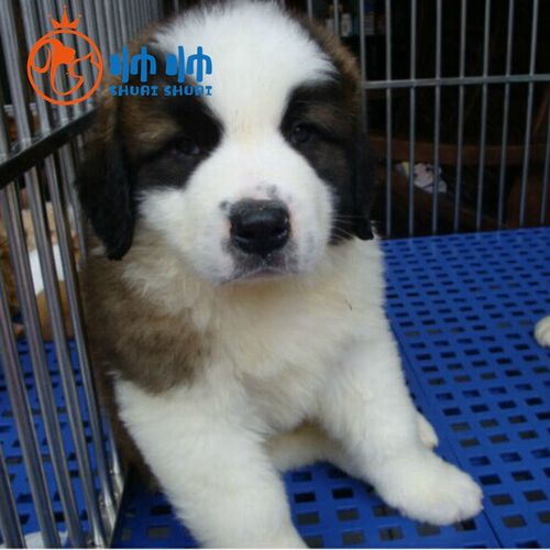 大型犬巨型宠物狗 圣伯纳犬幼犬幼体幼崽 全国可邮寄 血统级圣伯纳犬