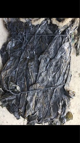 海带淡干海带条生晒原汁原味连江官坞无污染海域生长1000g两斤