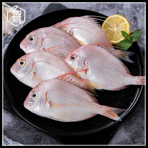 顺丰包邮 赤鯮鱼 福建新鲜冷冻野生真鲷鱼海鲜水产批发海鱼立鱼