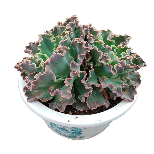 蓝狐多肉植物g盆栽包菜系列家庭园艺套餐软装云南基地