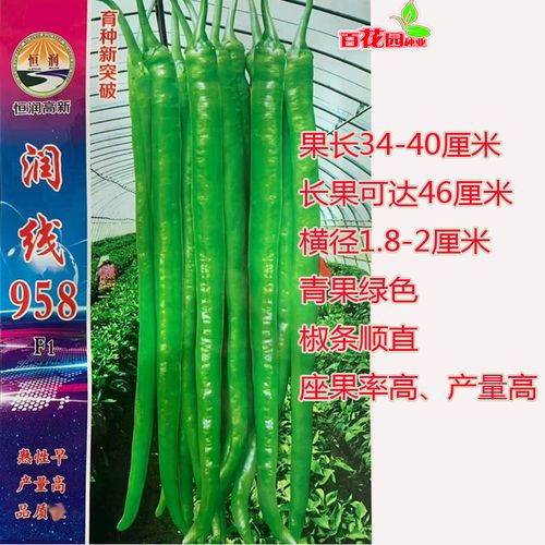 恒润长线椒种籽润线958辣椒种子早熟香辣高产顺直春秋大田蔬菜种