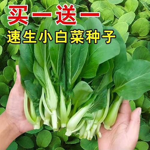 小白菜种子鸡毛菜小青菜耐热上海青种籽四季种植阳台盆栽蔬菜籽种