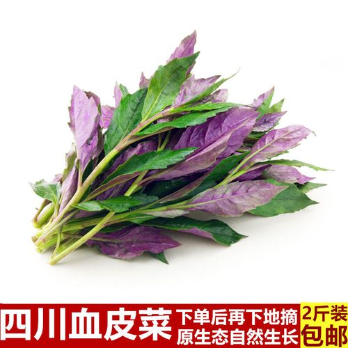 四川特产农家血皮菜新鲜紫背菜紫背天葵观音菜现摘时令蔬菜