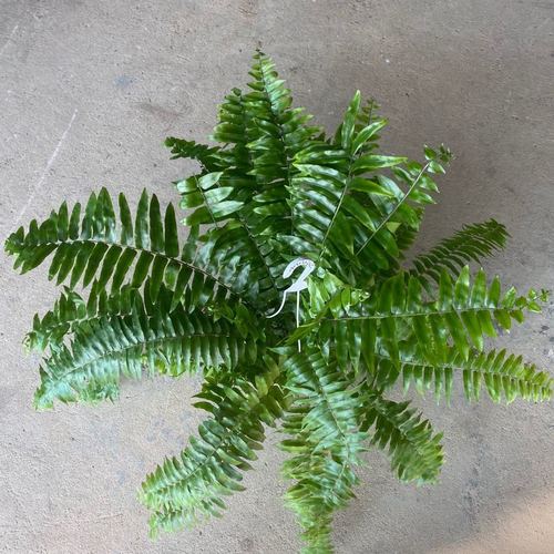 霸王蕨波士顿蕨大盆长叶垂吊蕨肾蕨客厅室内盆栽雨林绿植蕨类植物