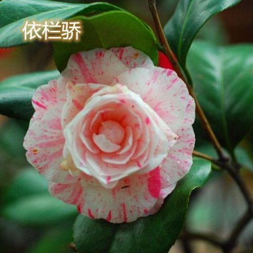 依兰骄品种茶花苗3年盆栽绿植花卉客厅办公室庭院阳台吸甲醛