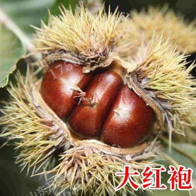 大红袍板栗树果苗嫁接苗南方北方种植庭院盆栽地栽特大种植果树苗