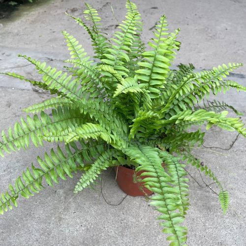 波士顿蕨盆栽垂吊驱蚊绿植物办公室内好养四季常青净化空气除甲醛