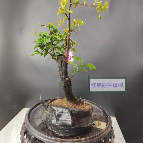 四川金弹子树桩挂果丛林小叶母桩蛋子熟桩老桩观花果盆景盆栽
