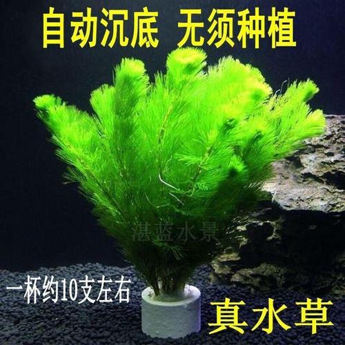 鱼缸水草活体增氧耐活真水 草缸植物懒人造景装饰套餐蜈蚣草淡水