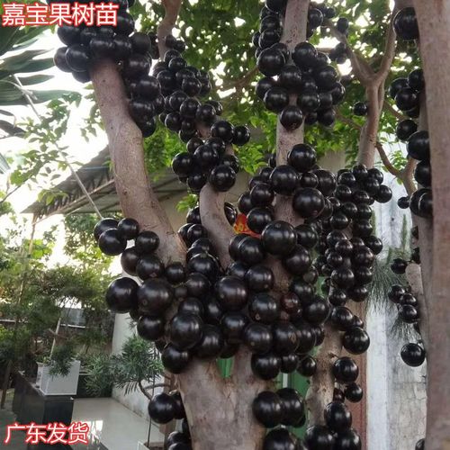 四季嘉宝果树苗沙巴早生红妃艾斯卡台湾嘉宝果苗树葡萄南北方种植