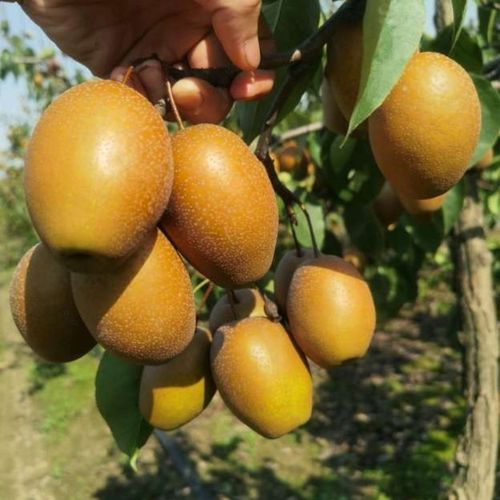 孕妇水果梨沙梨金珠果秋月梨黄梨药梨润肺止咳
