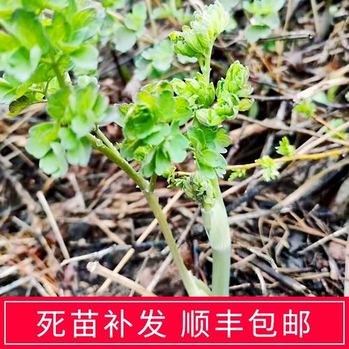 猫爪菜东北野生猫爪子菜苗展叶唐枝草小苗展堂菜山野菜中草药种苗