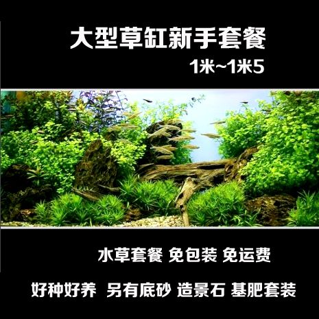 80cm~1米5水草草缸造景~水草套餐~新手水草~水族真水草~鱼缸造景