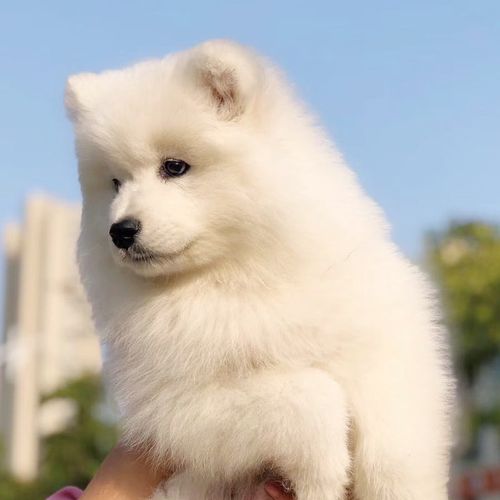 白色萨摩耶中型犬幼崽纯种领养萨摩耶犬混血精品宠物狗可爱小狗狗【3