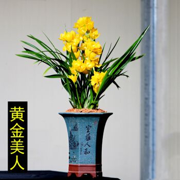 【抢购中】兰花苗浓香型建兰四季兰黄金美人黄色大花花卉绿植盆栽 抢