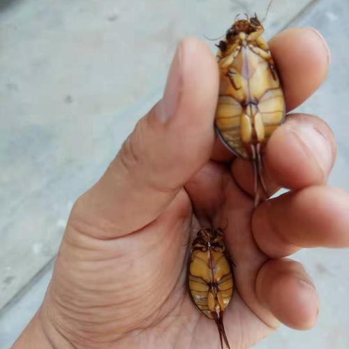 伟博速冻 龙虱 金边龙虱 濑尿龟 水蟑螂水甲虫水鳖虫食用昆虫全国
