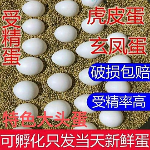 玄凤鹦鹉受精蛋牡丹鹦鹉种蛋虎皮蛋可人工孵化鸟蛋黄化旋风受精蛋