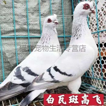 高飞鸽子宠物鸽甘肃临夏白瓦班高飞鸽四川眉山铜麻高飞鸽活物鸽子