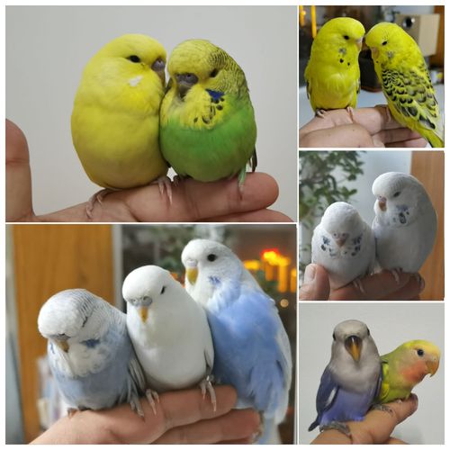 特色大头虎皮鹦鹉纯国血台血欧血血统鹦鹉可说话可手养