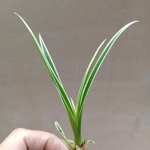 兰花苗 送春漂亮边艺线艺室内绿植盆栽花卉包邮包活