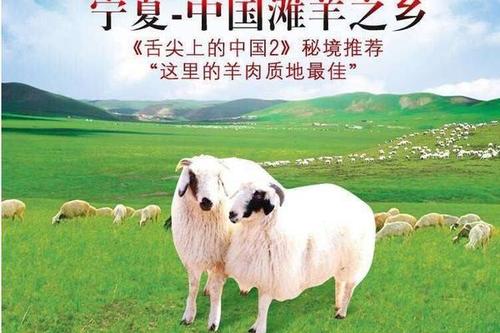 0/斤 羊肉类  白条羊宁夏盐池滩羊绵羊羊肉鲜羊