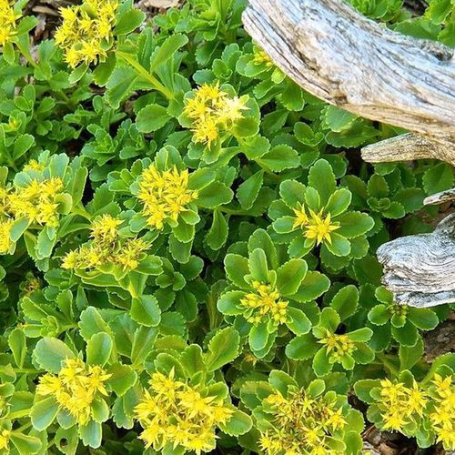 德国景天四季易种花苗阳台庭院园林景观花海工程绿化耐寒耐寒宿根