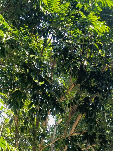 新鲜仁面子 仁面果 银莲果 人面子枝叶500