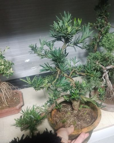 微型罗汉松造型盆景可以看照片选货一棵一价格罗汉松植物树桩