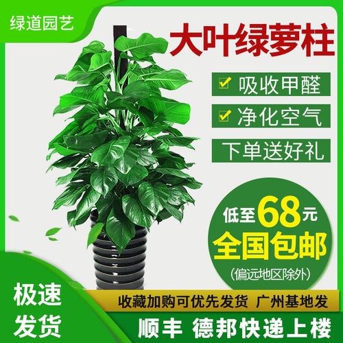 大叶绿萝吸甲醛柱包邮大型室内植物常青盆栽绿植养眼环保净化空气