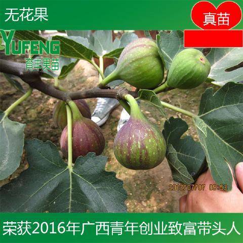 无花果苗 南北种植青皮无花果树苗 日本紫果无花果苗红果无花果苗