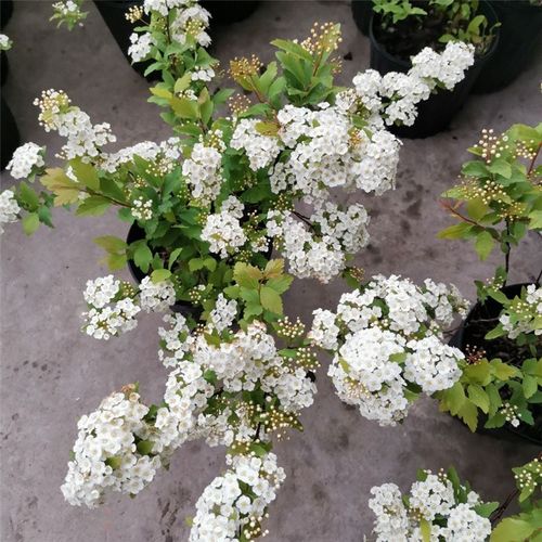 菱叶绣线菊荷兰进口木本花卉黄金喷泉金山绣线菊金焰绣线菊盆栽苗