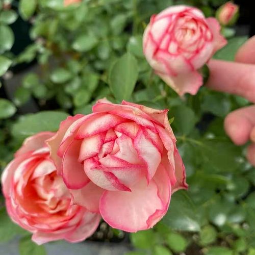 新品伊芙系列伊芙古典香水月季花苗超大花朵阳台浓香庭院花卉植物