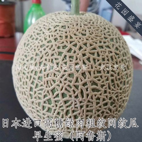 日本网纹瓜2粒种子早生蜜阿鲁斯粗纹绿肉高糖进口种子可盆栽