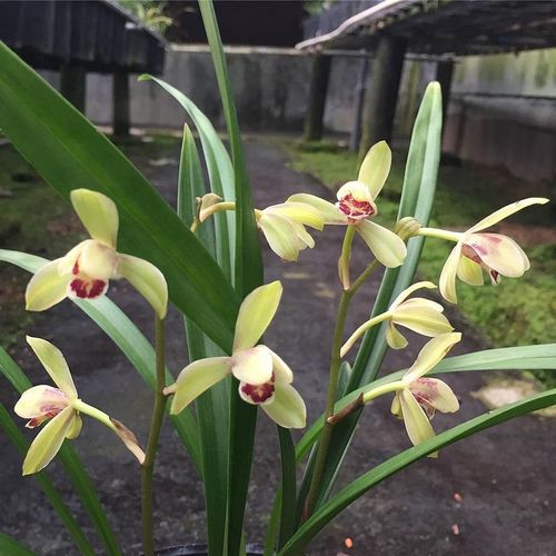建兰荷王兰花苗四季兰盆栽花卉花色亮丽神韵高贵浓香型