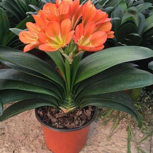 精选梦里买一送三君子兰彩色花新品种君子兰室内花卉绿植盆栽花苗