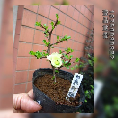 一号白花花卉微型长寿梅盆景性白花盆景品种