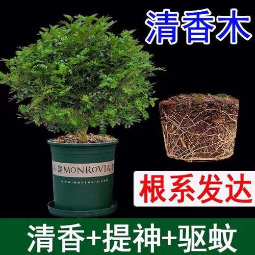 驱蚊草盆栽防蚊子青香木胡椒木树苗植物老桩室内净化空气四季好养