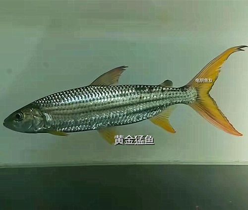 加拉辛猛鱼哥伦比亚巨暴黄金白金黄金河虎泰庞海鲢活体观赏淡水鱼