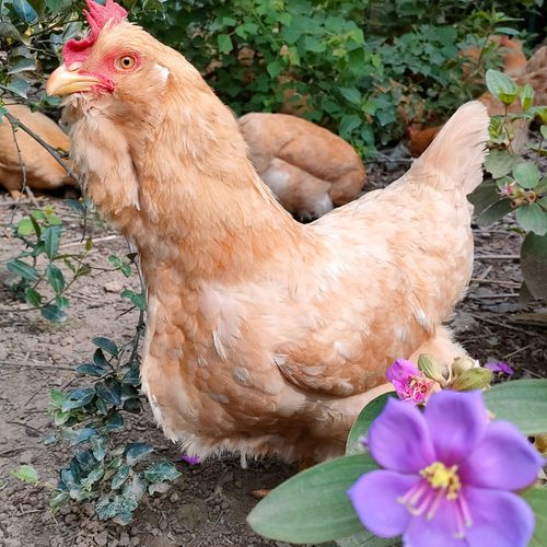 三黄胡须鸡龙门鸡惠州鸡广东农家散养土鸡月子鸡白切鸡整只新鲜现