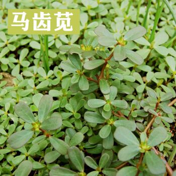 花草种子马齿笕种子马菜马齿菜种长寿籽蔬菜野菜可食用菜籽蔬菜籽