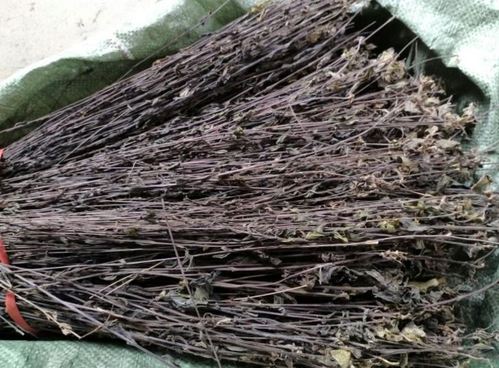 鬼羽箭中药材鬼羽箭100克包邮别名黑草 幼克草 克草 黑骨草 羽箭