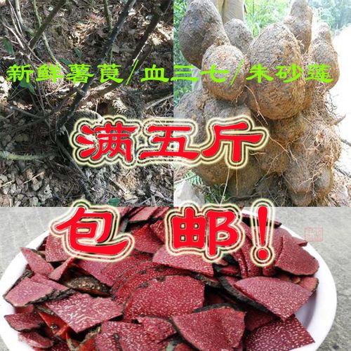 新鲜中药材薯莨,薯良血三七鸡血莲血母朱砂七红药子朱砂莲