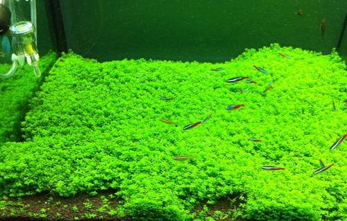 水族水草 迷你矮珍珠水 爬地珠 草趴地珍珠 珍珠珍水草