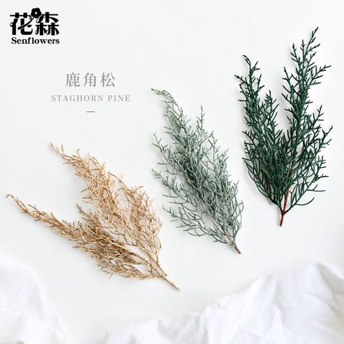 进口日本大地农园鹿角松永生花干花保鲜花01260圣诞节树松柏松枝