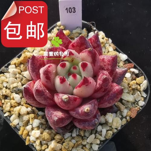 皮蛋东云 乌木l 血斑多肉 精品多肉一物一拍