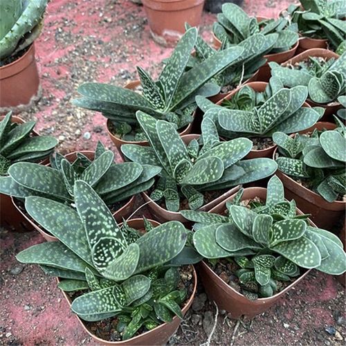 多肉植物《元宝》芦荟科 室内美观四季常青易种好养硬叶绿植盆栽