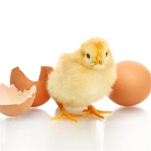 高档小型家用水床孵p化器全套送种蛋10枚可孵化小鸡学生奢华