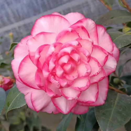 牛西奥先生 文成公主名贵进口品种茶花苗盆栽大花型阳台庭院绿植