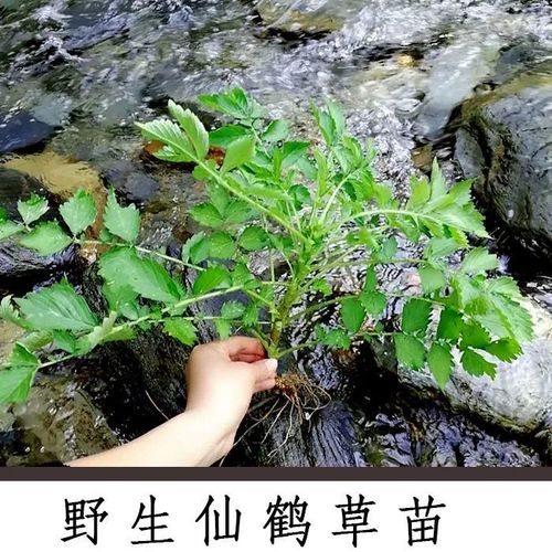 秦岭野生仙鹤草苗龙牙草盆栽狼牙草老鹤嘴草庭院造景毛脚茵栽种