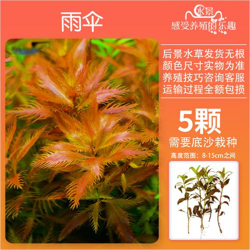 造景套餐增氧植物活体淡中后景阴性绿菊蜈蚣宫廷紫红丁香 红雨伞5颗